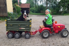 Traktorfahrt mit Hund