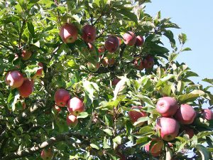 Auch Äpfel werden bei uns angebaut